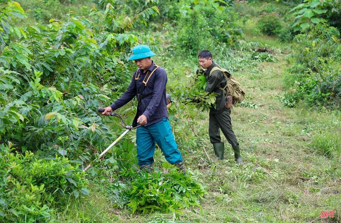 Người trồng rừng dọn dẹp thực bì chuẩn bị khôi phục lại rừng.
