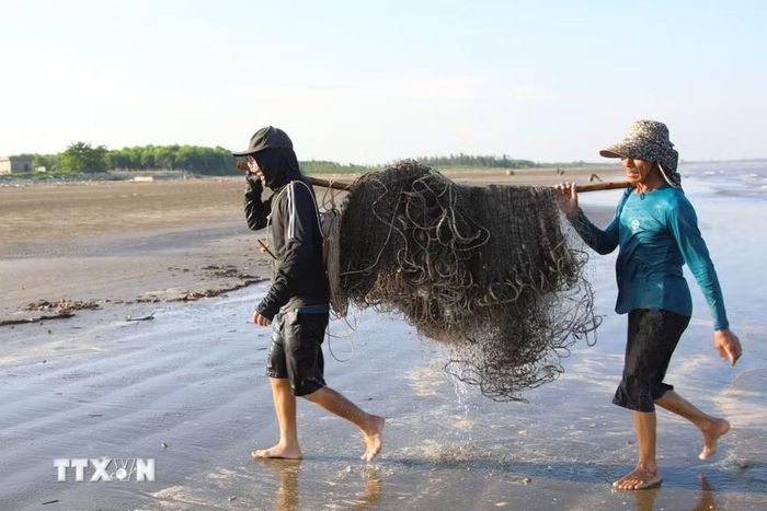 Vào ngày biển lặng, không mưa thì nghề kéo rùng có thể hoạt động bất cứ vào thời gian sáng, trưa hoặc chiều. Mỗi sáng sớm, dọc bãi biển, xuất hiện từng tốp ngư dân khiêng lưới rùng bằng đòn tre ra bờ biển. (Ảnh: Xuân Tiến/TTXVN)