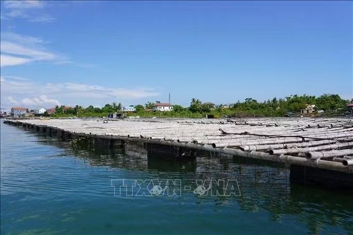 Những bè nuôi hàu đại dương trên sông Gianh minh chứng cho sức sống mãnh liệt và ý chí vươn lên phát triển kinh tế không ngừng nghỉ của người dân.
