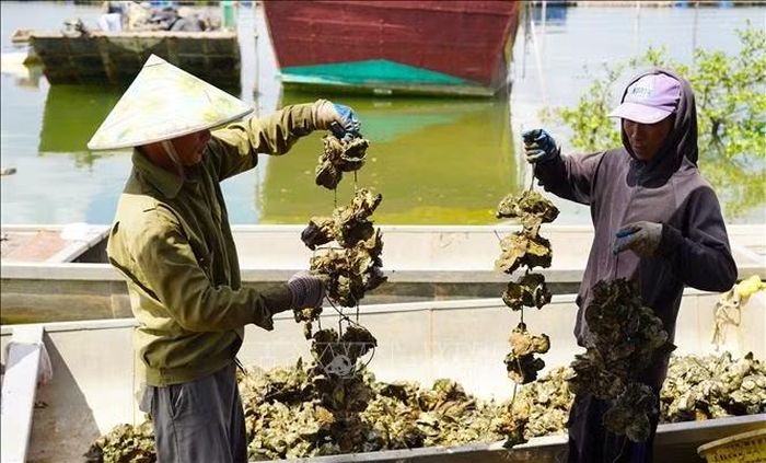 Hàu vừa thu hoạch trên bè sẽ được vận chuyển vào bờ và tách dây, làm sạch trước khi được bán cho thương lái.