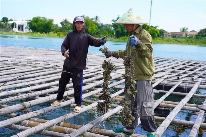 Tận dụng lợi thế nguồn nước sông Gianh, người dân phát triển nghề nuôi hàu đại dương.
