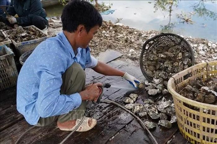 Hàu sau khi được tách khỏi dây sẽ được làm sạch trước khi đem cân bán cho thương lái.