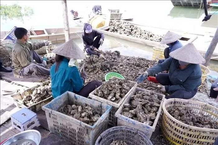 Theo UBND phường Bắc Gianh, tổng sản lượng hàu đại dương trong một năm đạt khoảng 900 tấn được tiêu thụ thị trường trong và ngoài tỉnh.