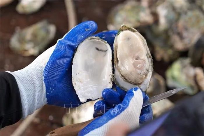Hàu đại dương nuôi trên sông Gianh được đánh giá có chất lượng cao, giá trị dinh dưỡng lớn.