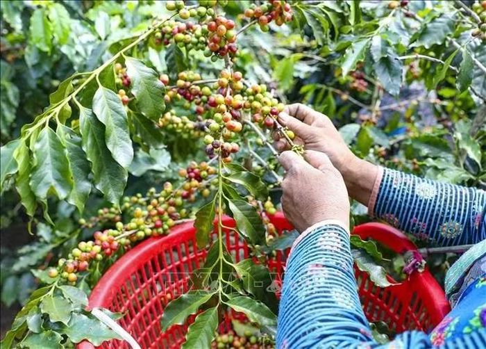 Người dân thu hái những chùm cà phê chín. Ảnh: Xuân Tư/TTXVN