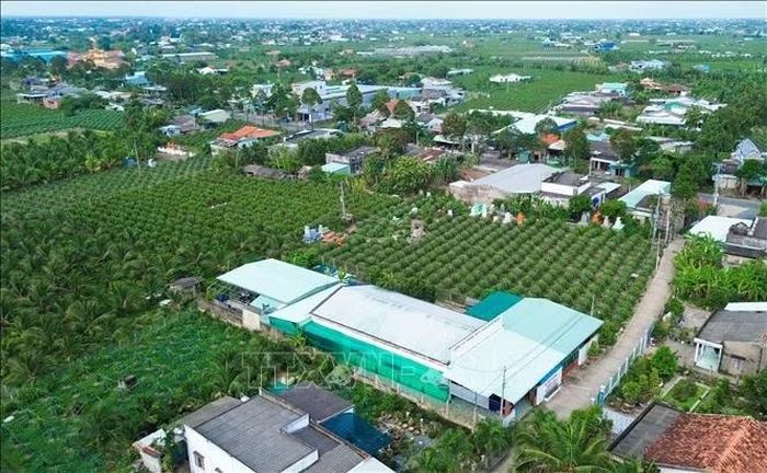 Vùng sản xuất thanh long năng suất cao kết hợp bảo vệ môi trường tại xã An Lục Long, tỉnh Tây Ninh. Ảnh tư liệu: Phan Phương/TTXVN