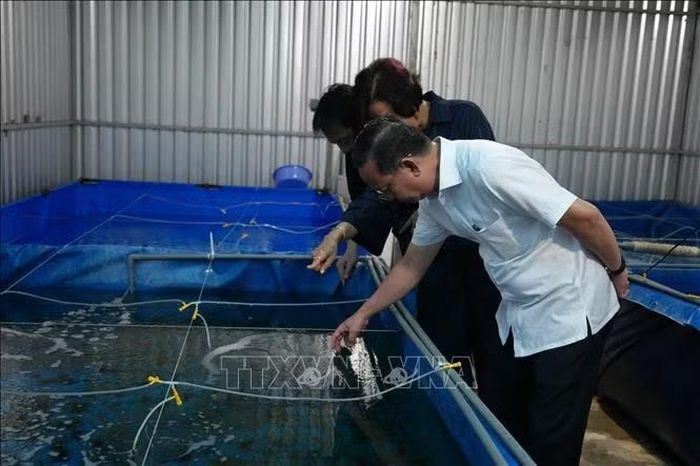 Ông Bùi Minh Thạnh, Phó Chủ tịch UBND TP Hồ Chí Minh tham quan mô hình nuôi con giống ốc Đụn Cái tại Trạm Kiểm lâm Cơ động, Vườn quốc gia Côn Đảo.