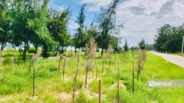 Cả một dải cây xanh được kỳ vọng góp phần bảo vệ bờ biển, tạo cảnh quan nay chỉ còn những thân cây trơ trọi.
