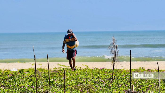 Người dân xót xa khi nhìn những hàng phi lao chết khô.