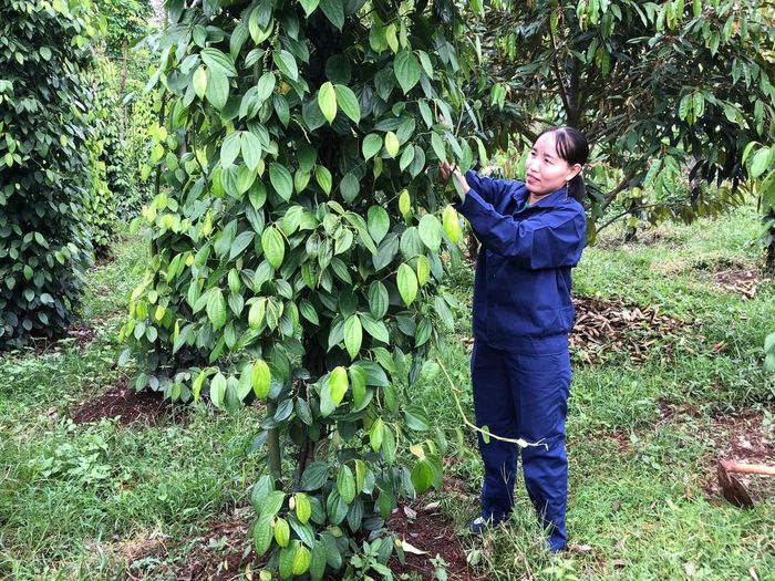 Chị Cao Thị Hạnh còn tìm cách phát triển kinh tế gia đình.