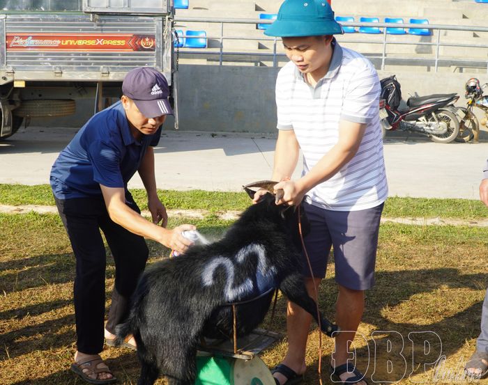 Trước khi thi đấu, các "đấu sĩ" dê được cân, đánh số, bốc thăm phân cặp theo từng hạng cân.