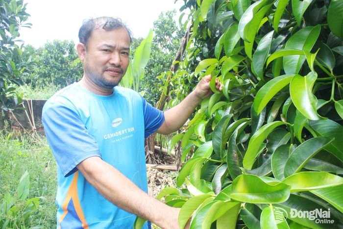 Đảng viên Lê Công Huỳnh, Chi bộ ấp Lang Minh, xã Xuân Phú chăm sóc măng cụt.