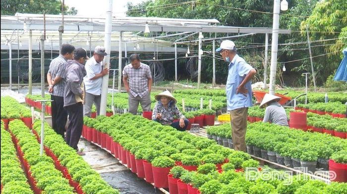 Đoàn công tác phường Mỹ Phong tham quan mô hình sản xuất hoa kiểng tại Làng hoa Sa Đéc. Ảnh: VĂN ĐẤU