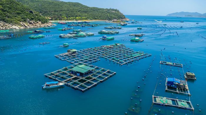 KLC Seafood phát triển khoảng 884ha vùng nuôi liên kết, tạo nền tảng tổ chức nguồn nguyên liệu cho chuỗi cung ứng hải sản sống phục vụ xuất khẩu.