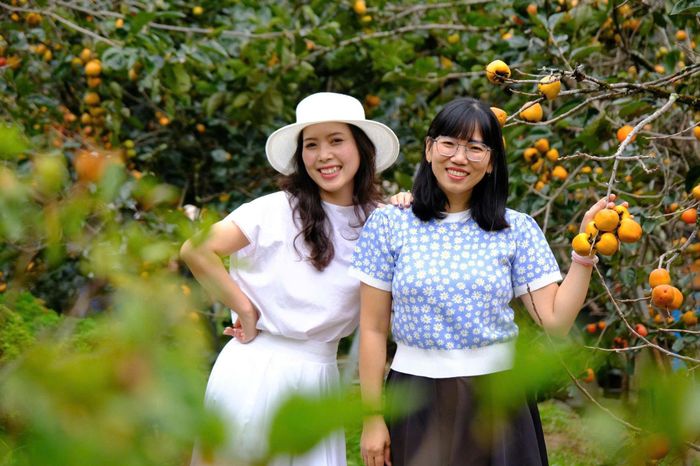 Không chỉ vườn Lê Phúc, khách du lịch rất thích thú chiêm ngưỡng mùa hồng chín mỗi khi đến Đà Lạt