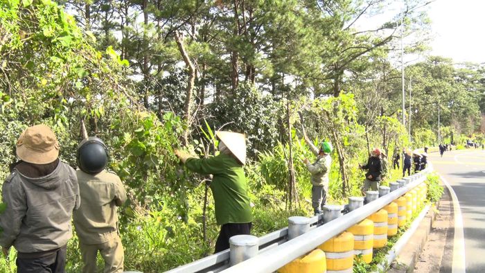 Người dân phường Xuân Hương - Đà Lạt phát quang bụi rậm dọc tuyến đèo Prenn