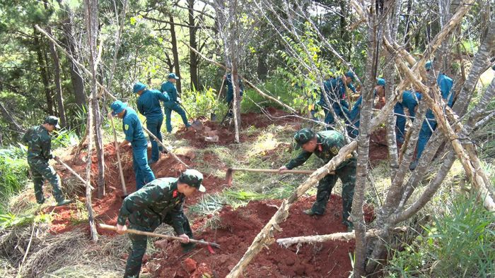 Các chiến sĩ trồng cây mai anh đào