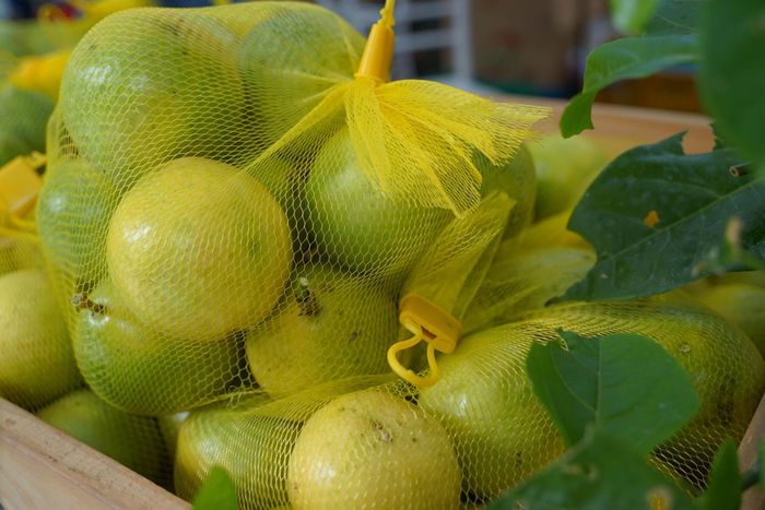 Chanh dây Hoàng Kim của Bình An Farm