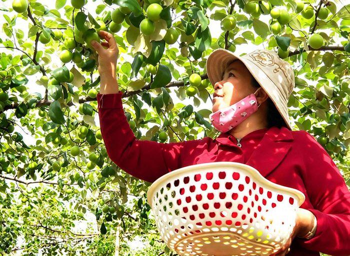 Chị Lưu Thị Minh, người phụ nữ Chăm thôn Tuy Tịnh 2, xã Tuy Phong dám bước qua lối canh tác truyền thống, đã biến 5 sào táo dây thành điểm sáng nông nghiệp an toàn