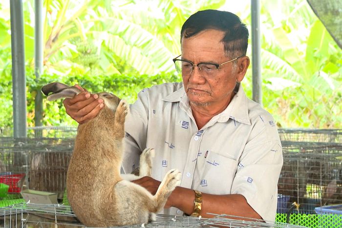 Từ ý định nuôi chơi, đến nay đàn thỏ của ông Thổ Sung, thôn Phan Hòa, xã Bắc Bình đang phát triển lên khoảng 400 con nhờ học hỏi kinh nghiệm và chăm sóc đúng cách