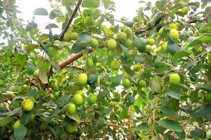 Vườn táo trĩu quả, trái phát triển đồng đều, hứa hẹn mang một mùa thu hoạch đạt năng suất cao cho các hộ nông dân Chăm