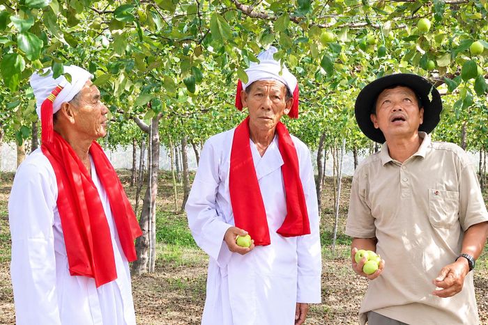Mô hình trồng táo sạch thôn Tuy Tịnh 2, xã Tuy Phong không chỉ là một hướng đi về nông nghiệp an toàn, mà đang khẳng định vị thế của một động lực kinh tế mới
