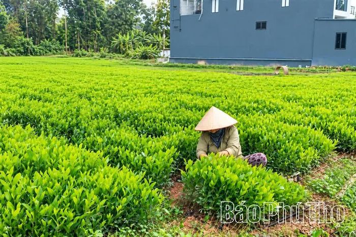 Người dân xã Đoan Hùng chuẩn bị giống cho vụ trồng rừng Đông Xuân 2026-2027.