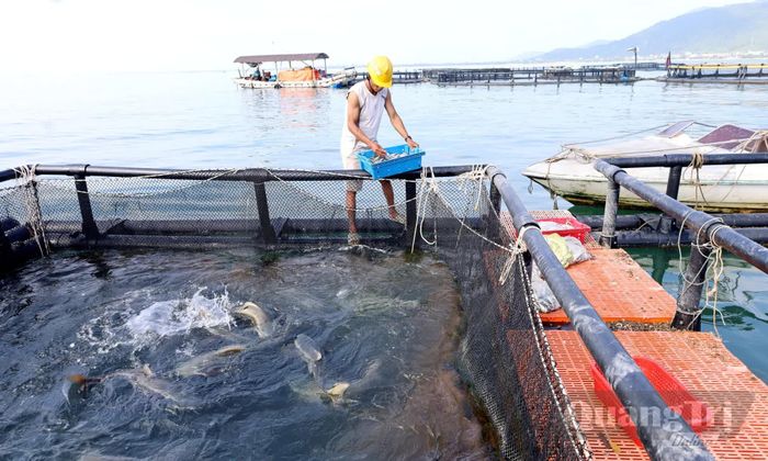 Người dân thôn 19/5, xã Phú Trạch phát triển nghề nuôi biển, mở hướng làm giàu ngay trên quê hương - Ảnh: V.M