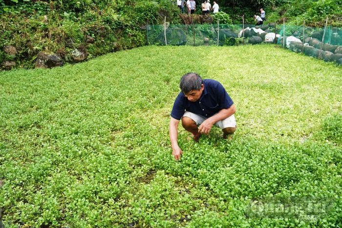 Người dân canh tác rau liệt bên hệ thống giếng cổ - Ảnh: Đ.V
