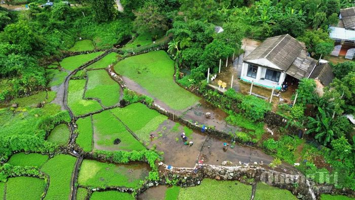Ruộng canh tác rau liệt bên cạnh giếng cổ ở xã Cồn Tiên nhìn từ trên cao - Ảnh: Đ.V