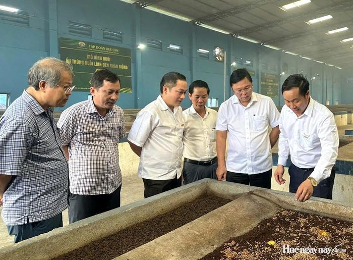 Lãnh đạo thành phố tham quan mô hình nuôi ấu trùng ruồi lính đen. Ảnh: Văn phòng UBND thành phố cung cấp