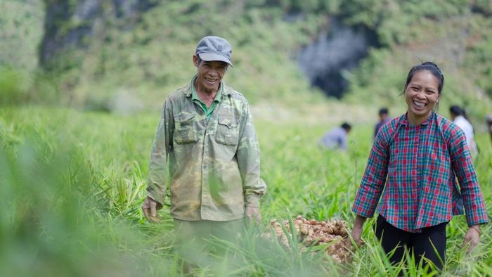 Doanh nghiệp hợp tác với hàng nghìn hộ dân để trồng các loại gia vị hữu cơ tuân thủ phương pháp canh tác truyền thống, tránh sử dụng hóa chất tổng hợp. Ảnh DACE