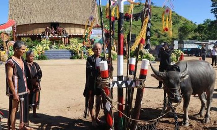Nghi thức hiến tế, đâm trâu cúng Yang theo hình thức mô phỏng, không thực hiện trực tiếp.