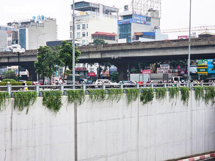 Thay vì trồng cây dưới mặt đất, cây được lựa chọn để phát triển và buông rủ xuống mặt trong thành hầm. Theo phương án, trong giai đoạn đầu, chiều dài phần cây rủ được khống chế ở mức 2-3m, đồng thời cắt tỉa định kỳ. Việc chăm sóc phải bảo đảm cây không che khuất biển báo, hệ thống chiếu sáng, thiết bị kỹ thuật hoặc gây cản trở hoạt động giao thông.
