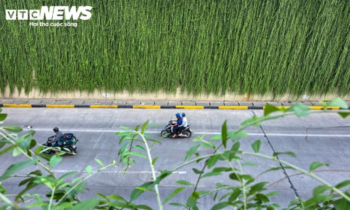 Sau nhiều năm phát triển, cây xanh buông rủ thành từng dải, tạo điểm nhấn cảnh quan tại khu vực cửa ngõ phía Tây Hà Nội.