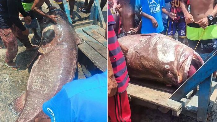 Ngư dân câu được cá mú khổng lồ nặng 100kg trên biển