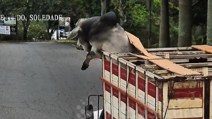 Bò đực nhảy khỏi thùng xe tải để tẩu thoát và cái kết