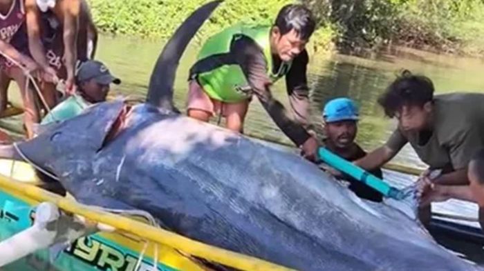 Cần thủ câu được con cá cờ xanh khổng lồ nặng 500kg trên sông