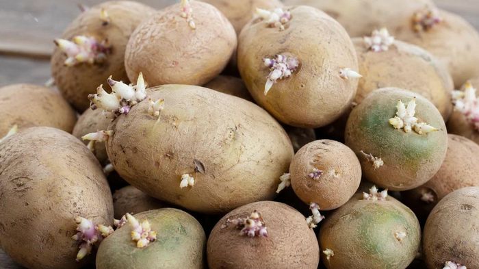 Một người tử vong, 3 người nghi ngộ độc: Khoai t&acirc;y mọc mầm nguy hiểm thế n&agrave;o?