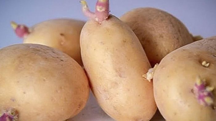 V&igrave; sao ăn khoai t&acirc;y mọc mầm c&oacute; thể g&acirc;y tử vong?