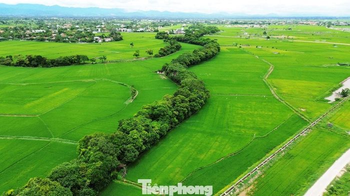 Khám phá rừng cây 'báu vật' 500 năm tuổi không ai dám chặt phá ở Huế