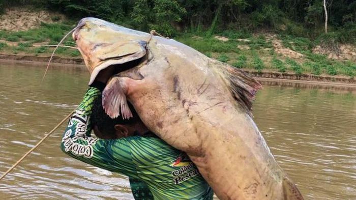 Cần thủ bắt được con cá trê nặng 68kg trên sông