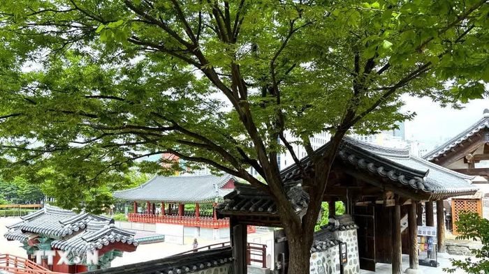 Làng Hanok Namsangol-Không gian văn hóa truyền thống dưới chân núi Namsan