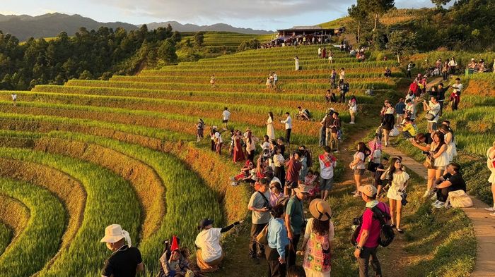 Kẹt cứng đường đi xem lúa vàng Mù Cang Chải