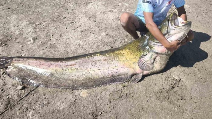 3 ngư dân câu được con cá trê khổng lồ nặng 120kg trong hồ