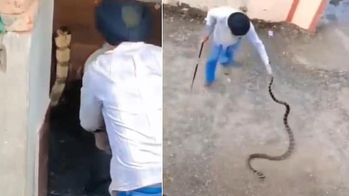 Bắt sống rắn hổ mang chúa dài 3 mét bò vào nhà vệ sinh