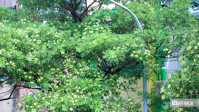 Hà Nội yêu cầu khẩn trương di dời bớt cây hoa sữa