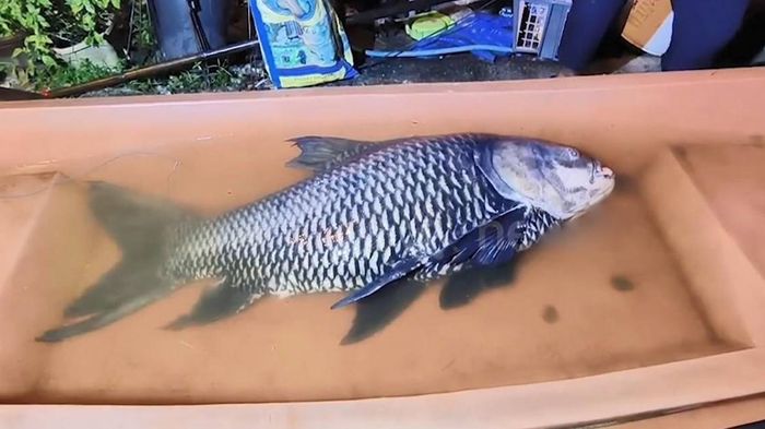 Người dân bắt được con cá chép khổng lồ nặng 60kg gần bờ sông
