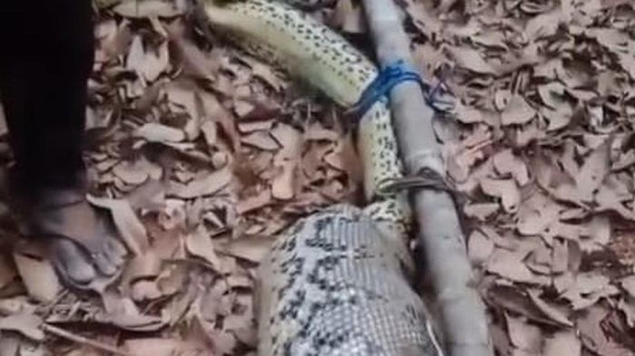 Người dân bắt được con trăn khổng lồ dài 7 mét với chiếc bụng to bất thường