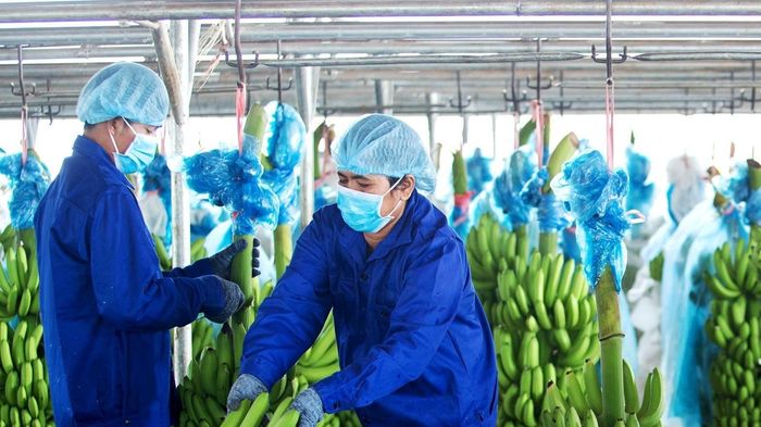 Hoàng Anh Gia Lai lãi hơn 2.600 tỷ nhờ xóa nợ lãi trái phiếu